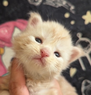 Maine coon wunderschönen kitten 