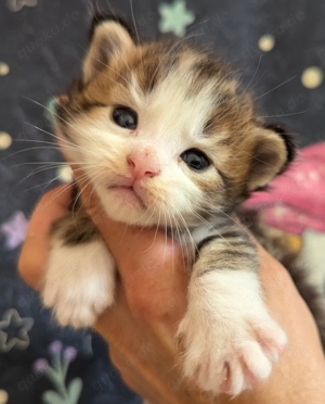 Maine coon wunderschönen kitten 