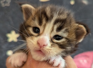 Maine coon wunderschönen kitten 