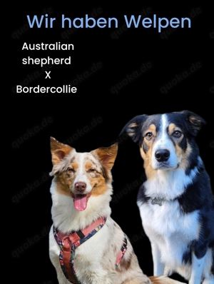 Wurfankündigung Australien shepherd x Bordercollie 