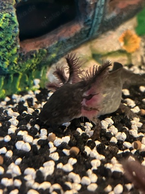 Axolotl Jungtiere abzugeben (10-13 cm) 