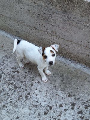 Liebe Jack russel hündin sucht neues zuhause