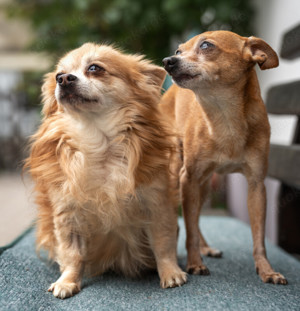 Brown Charly und Brown Rocky - Chihuahua + Rattler-Mix - Tierhilfe Franken e.V.