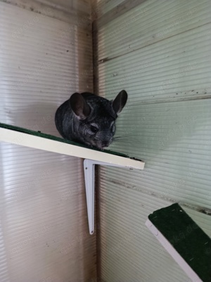 2 Chinchillas Männchen 