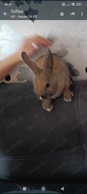 Baby hase    böckchen 