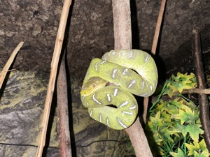 Grüner Hundskopfschlinger ( Corallus Caninus ) zum Verkauf