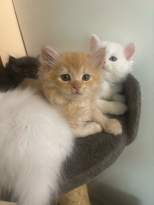 Angora Kitten