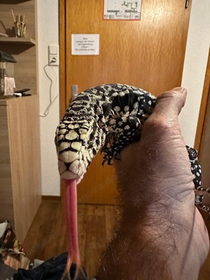 High White Tegu-Weibchen ( Salvator Merianae ) zum Verkauf 