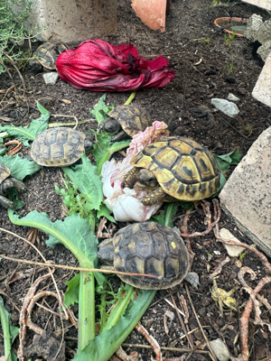 griechische Landschildkröte 2023 und 2024 Testudo hermanni boettgeri