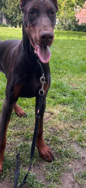 Liebevoller Dobermann 