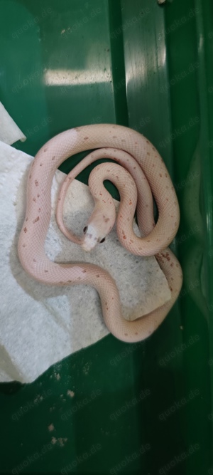 Kornnatter NZ24 Albino, Palmetto, Normal, Albino Motley, Tesera 