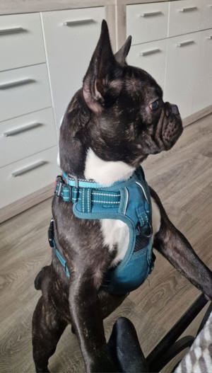 französische Bulldogge Rüde 