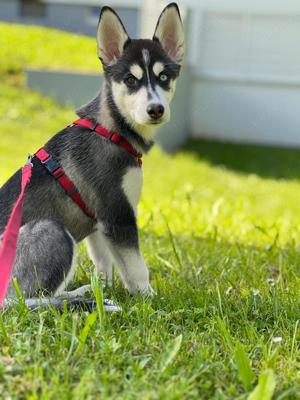 Husky mix Welpe