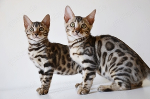 Bengal Kitten mit Stammbaum 