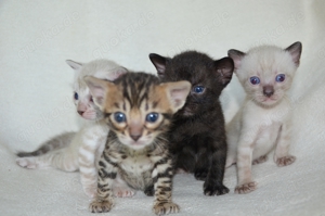 Bengal Kitten 