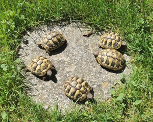 Griechische Landschildkröten THB, 2022 