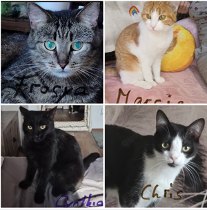 Katzen Chris Frosya Marcia Cythia unglaublich lieb Pflegestelle Berlin Spandau