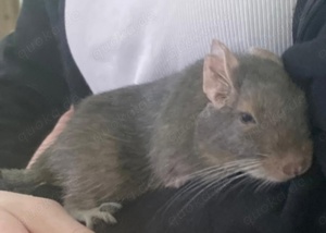 Degu Weibchen abzugeben in liebevolle hände 