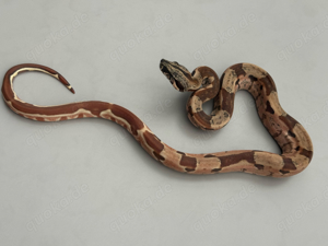 Boa c. i. Hypo IMG x Hypo Jungle het vpi NZ'24