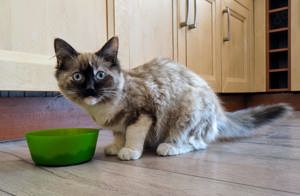 Ragdoll Kitten