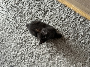 4 schwarze Kitten - nur in beste Hände abzugeben