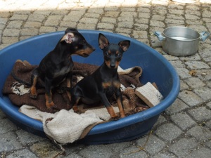 hallo ich biete zwergpinscher welpen an