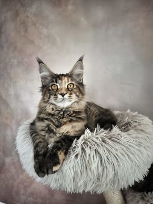 Maine Coon Katzchen mit Stammbaun