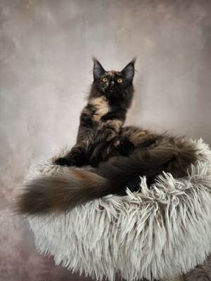 Maine Coon Katzchen mit Stammbaun