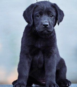 Labrador-Welpen mit Papieren