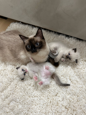 Ragdoll-Heilige Birma Mix