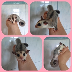 Sugar Glider Weibchen White Face mit Abstammung und TPG Registrierung 