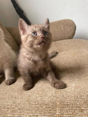 eine schöne britisch kurzhaar Kater zum verkaufen 