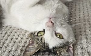 Ehemaliger Sorgenkater Nikita ist fit für den Umzug ins neue Zuhause