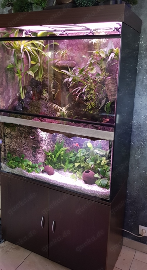 Paludarium 