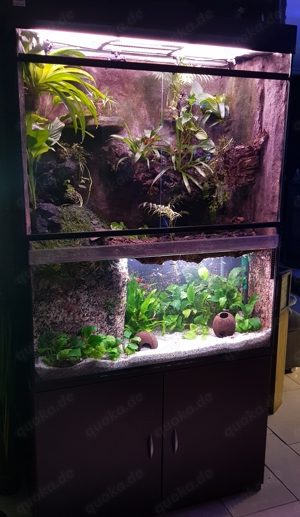 Paludarium 