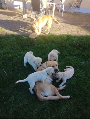 Wurfankündigung Golden Retriever Labrador Mix