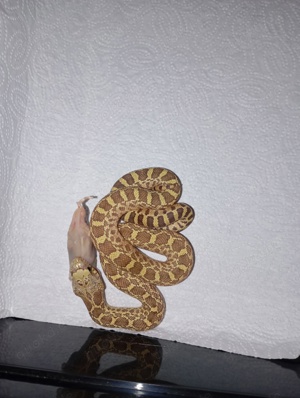 Pituophis catenifer sayi - Bullennatter Bild 2