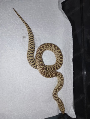 Pituophis catenifer sayi - Bullennatter Bild 6