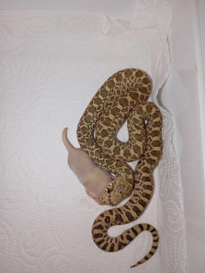 Pituophis catenifer sayi - Bullennatter Bild 4