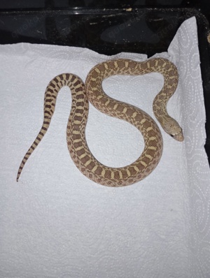 Pituophis catenifer sayi - Bullennatter Bild 3