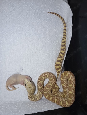 Pituophis catenifer sayi - Bullennatter Bild 7