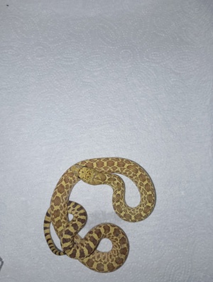 Pituophis catenifer sayi - Bullennatter Bild 5