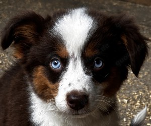 Mini Australien Shepherd Welpen  Mai 2024