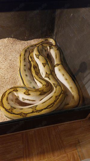 Malayopython reticulatus 