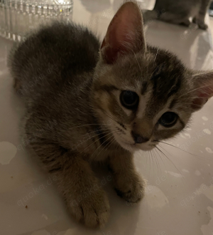 BKH Kitten (Tabby)