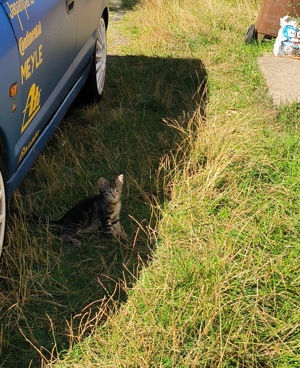 Ein hübscher kleiner Maikater sucht noch ein schönes zu Hause