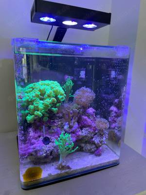 Meerwasseraquarium - Nano Cube 30l mit Besatz und Zubehör