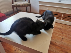 2 kleine Kätzchen Katze Katzen weiblich ca 10 Wochen alt 