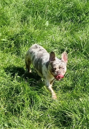 Französische Bulldogge Hündin