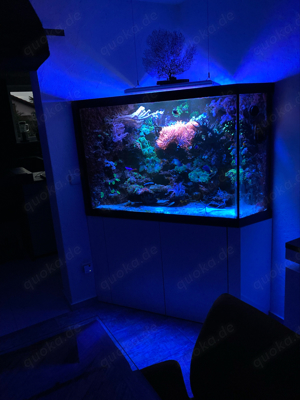 Aquarium Meerwasser